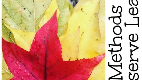 how to preserve leaves