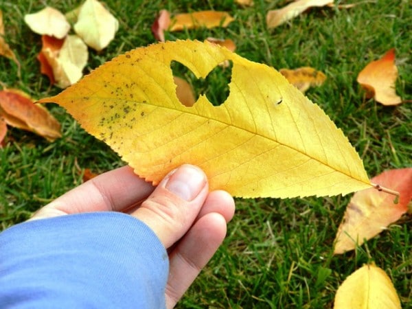 leaf crafts and ideas for fall - love this paper punch ideas, how sweet and fun!