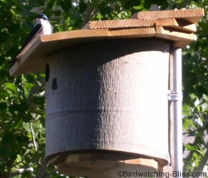 build-bird-house-plans-swallows