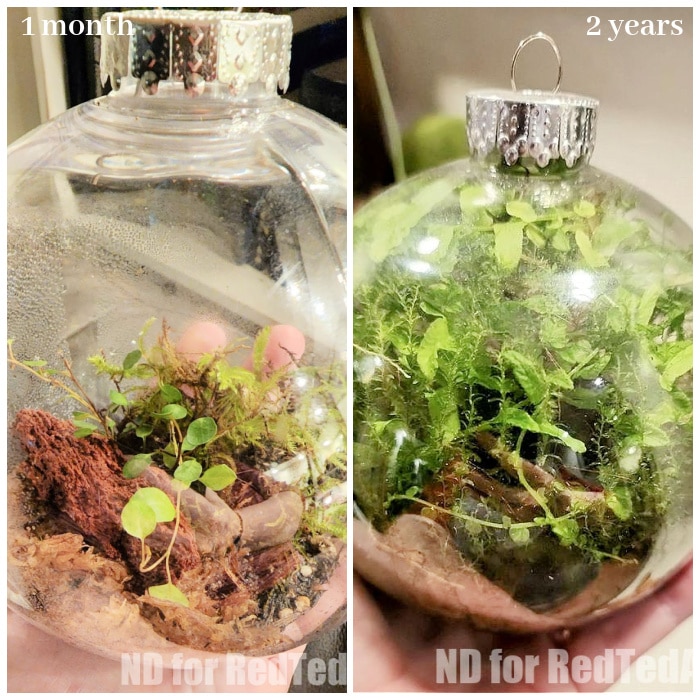 DIY Terrarium